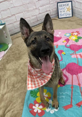 Clem - German Shepherd Dog