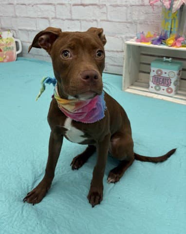Stellar - Pit Bull Terrier