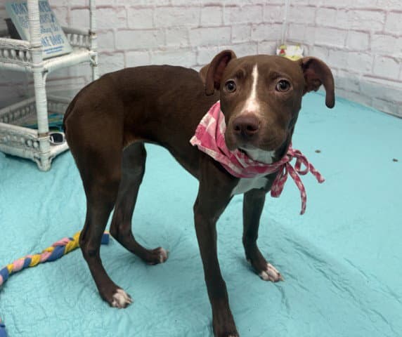 Mocha - Pit Bull Terrier