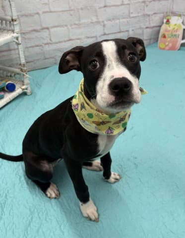 Queen - Pit Bull Terrier