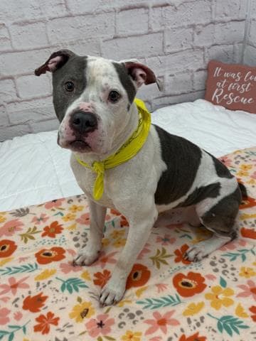 Glint - American Pit Bull Terrier