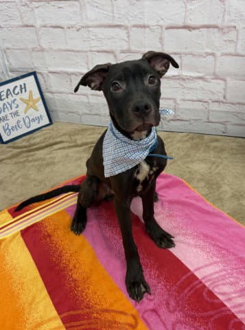 Pablo - Pit Bull Terrier