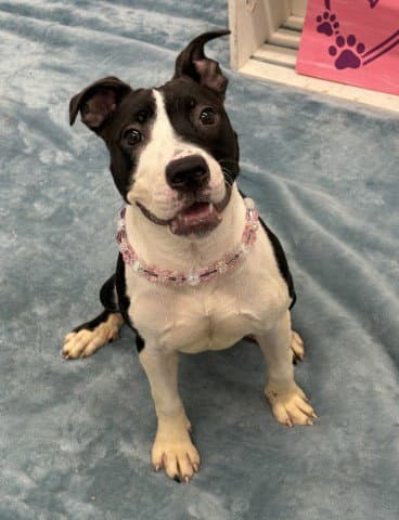 Bella Dora - Pit Bull Terrier