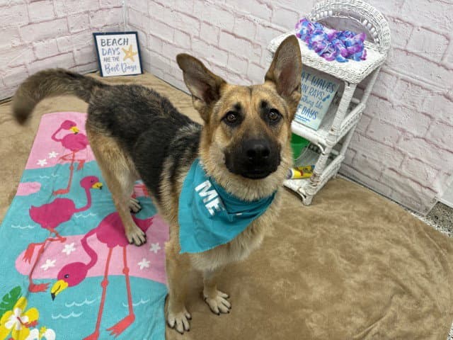 Velcro - German Shepherd Dog