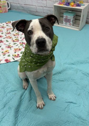 Chibi Cago - Pit Bull Terrier