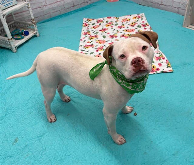 Spira - Staffordshire Bull Terrier