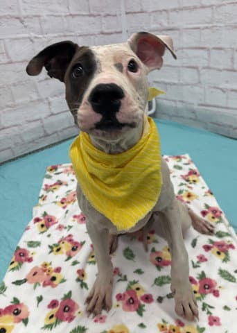 Velvet - Pit Bull Terrier