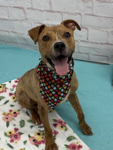 Mr Wiggles - Pit Bull Terrier