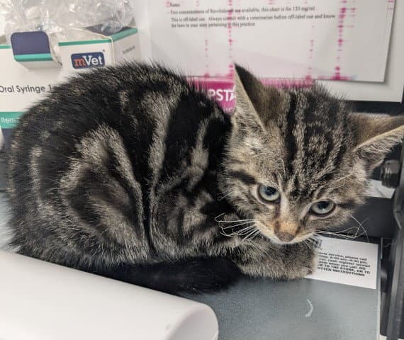 Cabbie - Domestic Short Hair