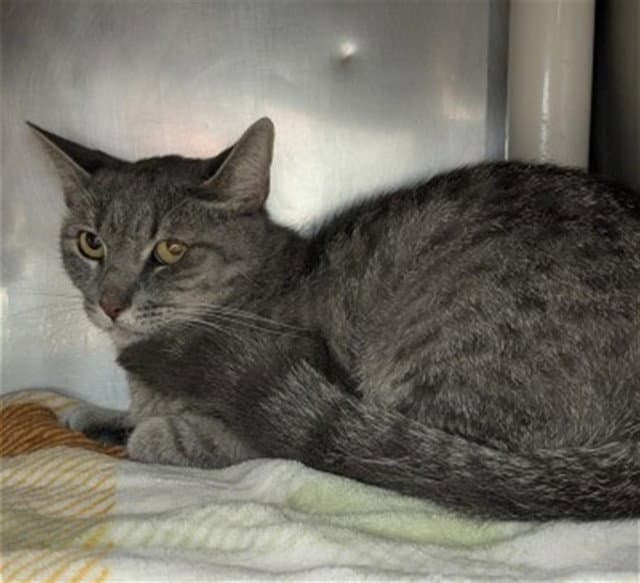 Noemi - Domestic Short Hair