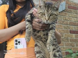 Prince image 1