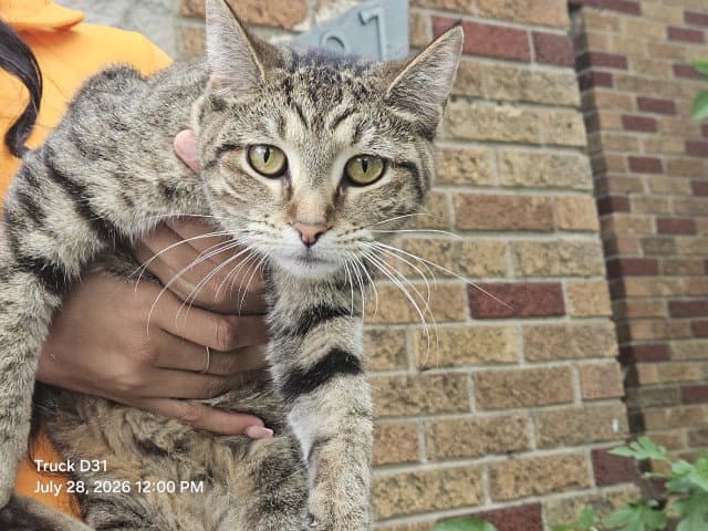 Princess - Domestic Short Hair