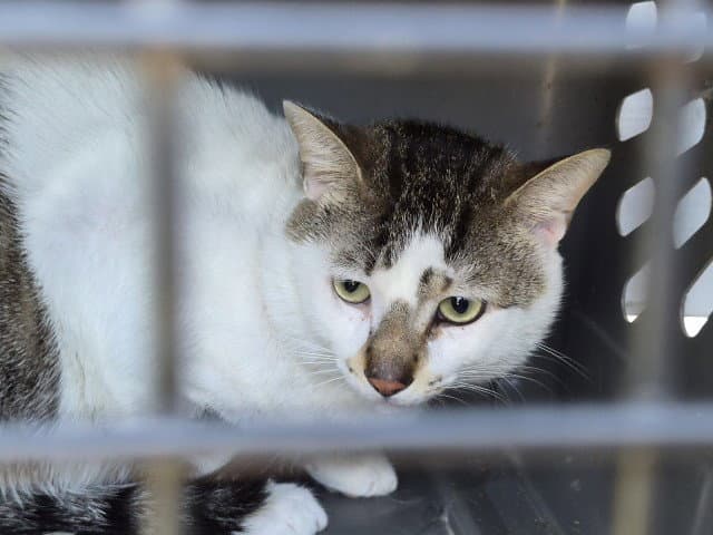 Casper - Domestic Short Hair