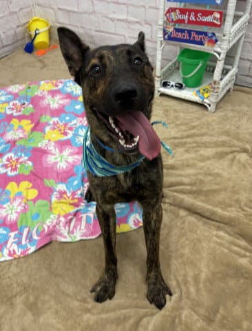 Aldhani - Dutch Shepherd