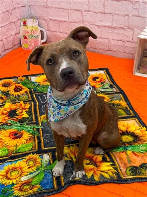 Coco Puff - Pit Bull Terrier