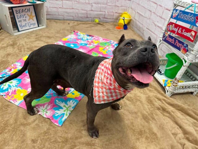 Kelly Overton - American Pit Bull Terrier