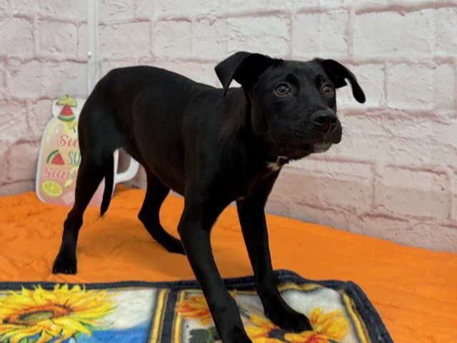 Fetch Ave - American Pit Bull Terrier