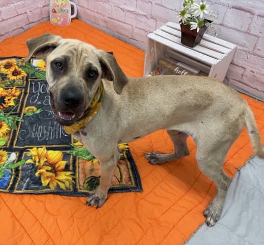 Kibble Trail - Cane Corso Mastiff