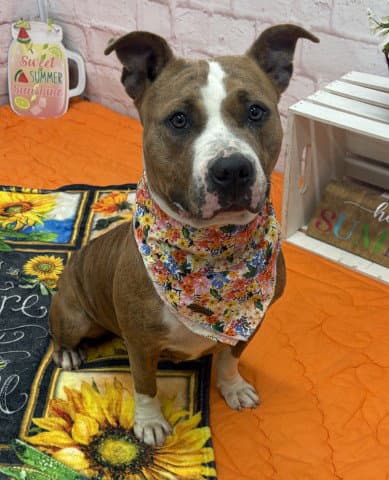 Zorica - Pit Bull Terrier