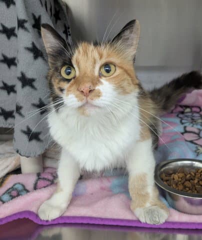 Asti Spumante - Domestic Medium Hair