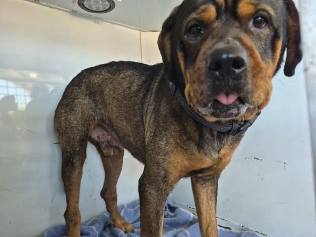 Jack - Rottweiler