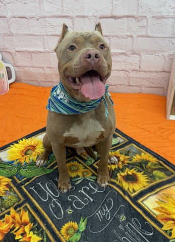 Overmire - Pit Bull Terrier