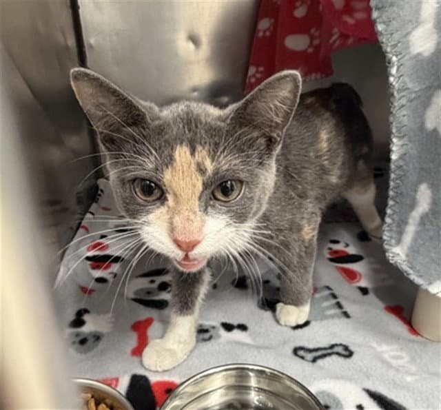Bingo Bin - Domestic Short Hair