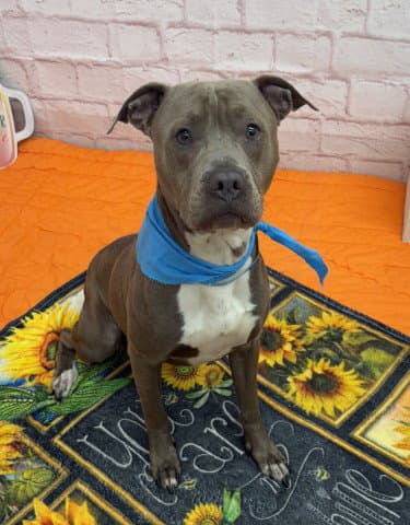 Domino - American Staffordshire Terrier