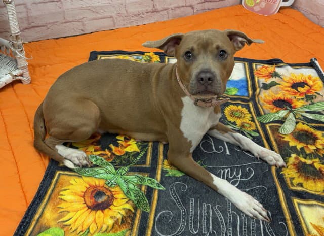 Bingo - American Staffordshire Terrier