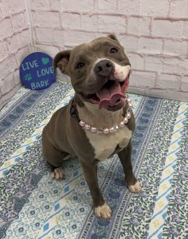 St Mary - Pit Bull Terrier