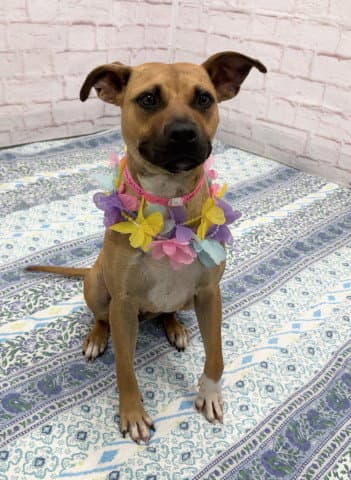 Kneehigh - American Staffordshire Terrier