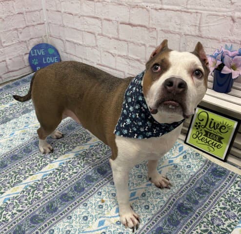 Chester - American Pit Bull Terrier