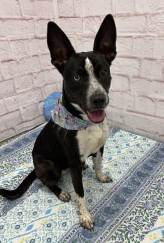 Roxy Heart - Border Collie