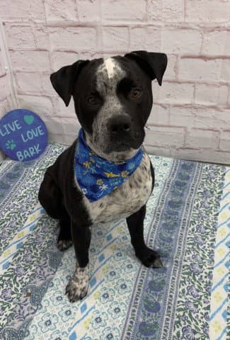 Porkpie - Pit Bull Terrier