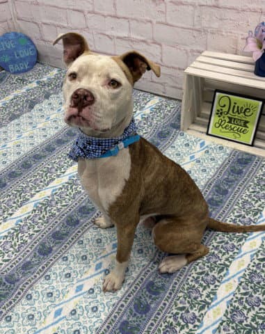 Royal King - American Staffordshire Terrier