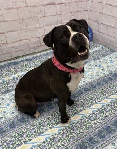 Go-Go - American Bulldog