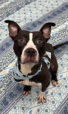Parkhurst - Pit Bull Terrier