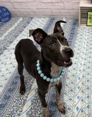 Binky Cow - American Pit Bull Terrier