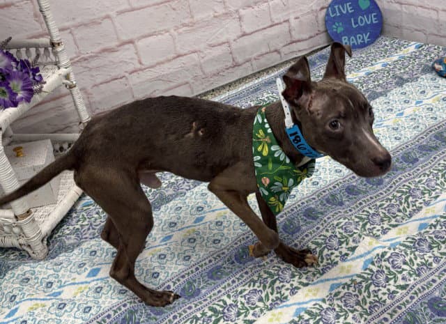 Kingsley - Pit Bull Terrier