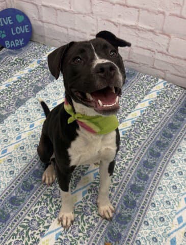 Vasily - Pit Bull Terrier