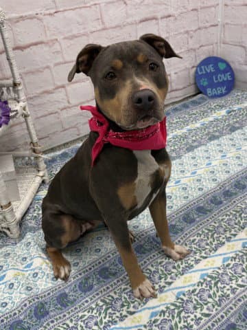 Puritan - Pit Bull Terrier