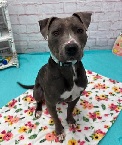 Harvey - Pit Bull Terrier