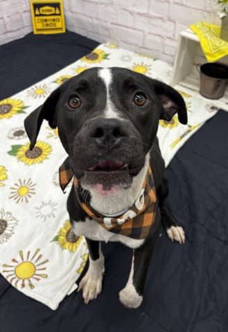 Dagmar - American Staffordshire Terrier