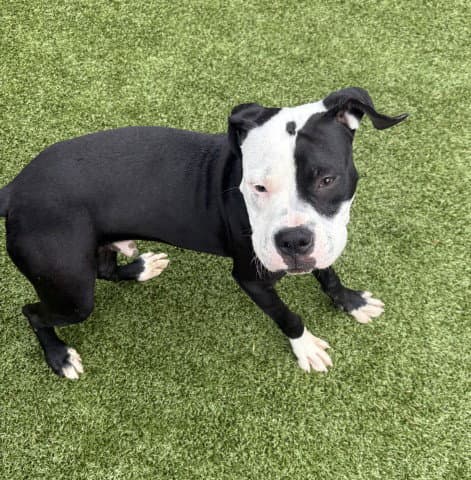 Kolb - American Staffordshire Terrier