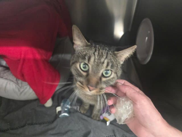 Buddy - Domestic Short Hair
