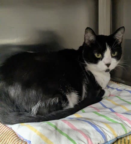 Kora - Domestic Short Hair