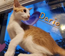 Dario image 4