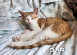 Dario image 3