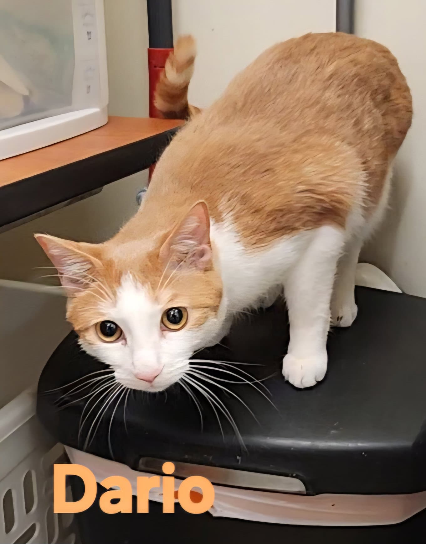 Dario - Domestic Short Hair