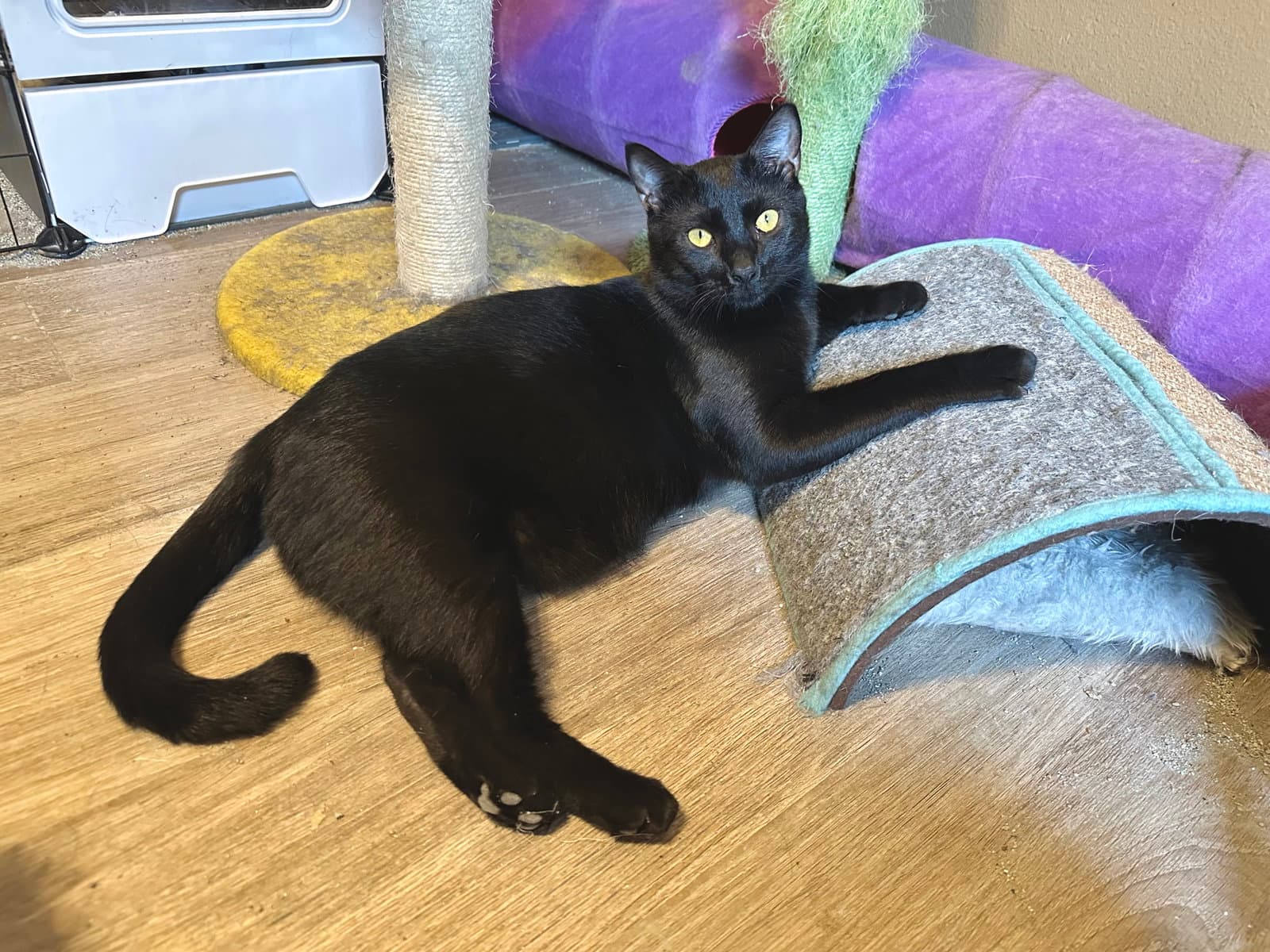Black Hole - Domestic Short Hair